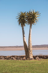 quiver tree on water dam