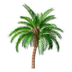 3D Rendering Palm Tree on White