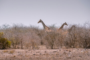 giraffes family in bushes