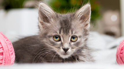 A curious gray kitten carefully looks into the camera lying on the carpet. The cat's look