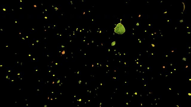 Colorful autumn leaves explosion on alpha channel background.