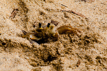 Brazilian crab on Ilha Grande