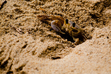 Brazilian crab on Ilha Grande