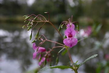 Pink flowers by the pond on a rainy day