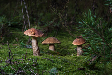 Porcini mushrooms with a snail on the cap