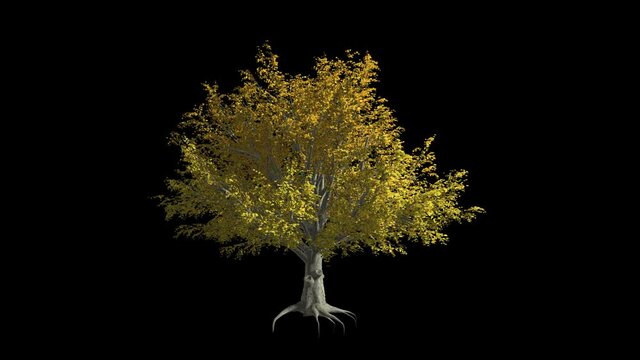 american elm tree in the wind format mov codec png with alpha channel