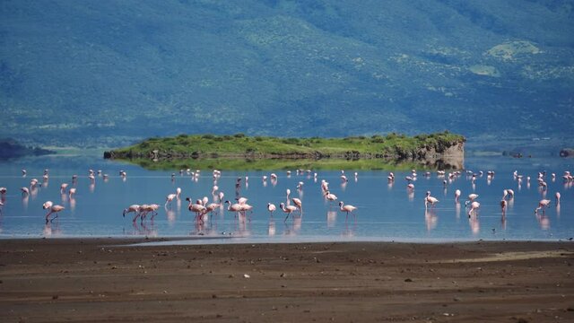 pink lesser flamingo at lake natron tanzania africa