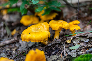 Field of yellow wild Chanterelles (Cantharellus) mushrooms growing in humid undergrowth in a forest in Poland. © Cleop6atra