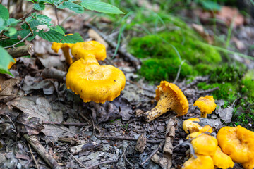 Field of yellow wild Chanterelles (Cantharellus) mushrooms growing in humid undergrowth in a forest in Poland. © Cleop6atra