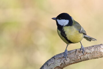 Fototapeta premium A great tit bird perched on branch