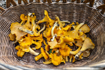 Wicker basket full of fresh raw Chanterelles (Cantharellus) mushrooms gathered during mushroom hunting in autumn  in Poland. © Cleop6atra