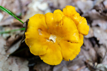 Yellow wild Chanterelle (Cantharellus) mushroom cap growing in humid undergrowth in a forest in Poland, close-up view from above. © Cleop6atra