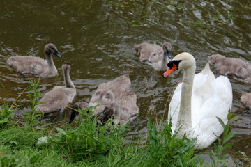 A family of swans with small gray swan children swims in the lake water 