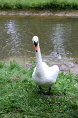 A family of swans with small gray swan children swims in the lake water 