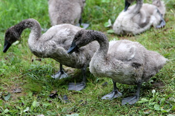 A family of swans with small gray swan children swims in the lake water 