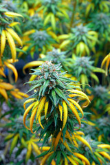 cannabis buds on a bush with yellow leaves ready to harvest