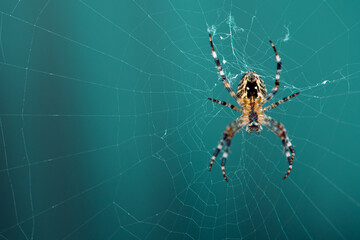 Spinne hängend am Spinnennetz
