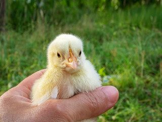 A small yellow chicken in the hands of a man on a green background.