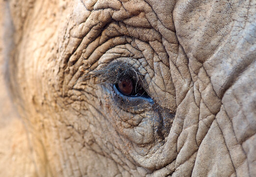 Close up of African elephant