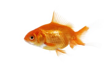 Goldfish - isolated image