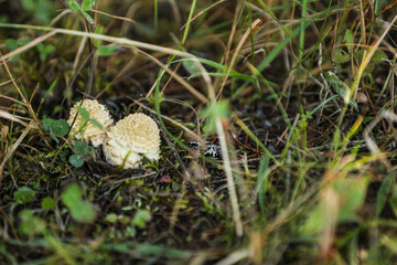 Tiny mushrooms growing in ground among grass