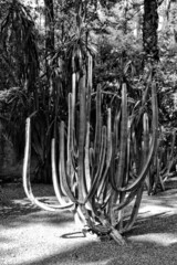 Black and white cactus 