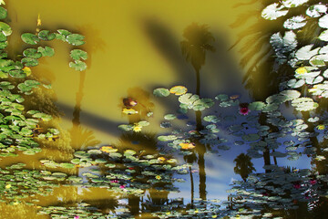 Pond reflection