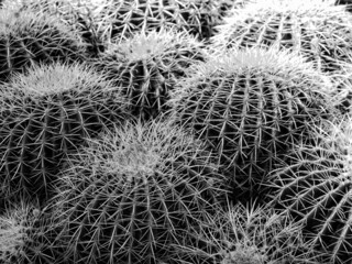 Black and White cactus 