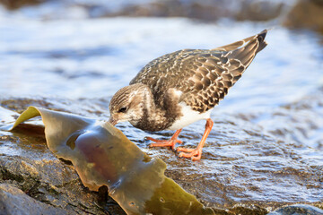 Ruddy Turnstone looking for food on the Japanese rocky shore on the way