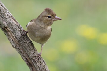 Common chaffinch perched on a branch