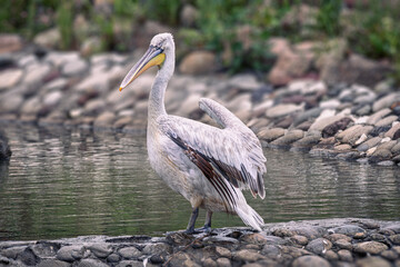Lonely grey pelican, half spread its wings, rests on a rocky river bank. Shallow focus with blurred background. Waterfowl in their natural habitat.