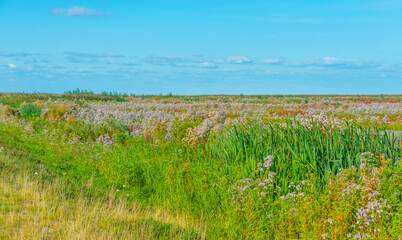 Fototapeta na wymiar Inlet of an island wetland nature reserve with wild flowers, cattail and reed along a lake below a bright blue sky in summer, Marker Wadden, Lelystad, Flevoland, Netherlands, september 20, 2021