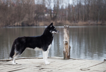 Siberian husky looks like a wolf on a lake