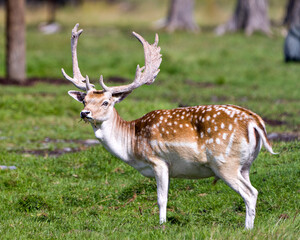 Naklejka na ściany i meble Deer Stock Photo. Close-up profile view in the field with grass and trees background in his environment and surrounding habitat displaying its antlers. Fallow Deer Image.