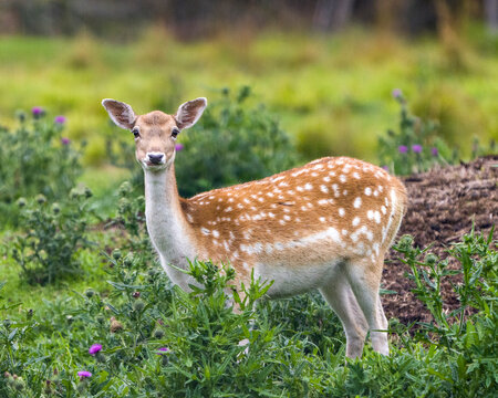Deer Stock Photo. Close-up profile view in the field with grass and wildflowers background in his environment and surrounding habitat. Fallow Deer Image.
