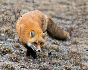 Red Fox Photo Stock.  Close-up profile view foraging in the spring season with blur background and enjoying its environment and habitat. Fox Image.