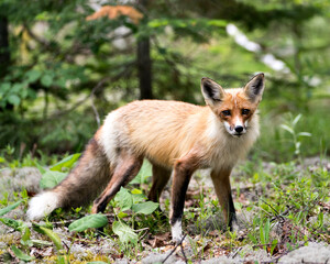 Naklejka na ściany i meble Red Fox Photo. Fox Image. Close-up profile side view looking at camera with a blur forest background in its environment and habitat. Picture. Portrait.