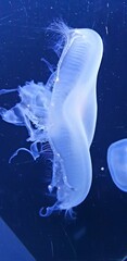jellyfish in the water
