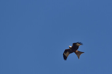 red kite during flight on the blue sky