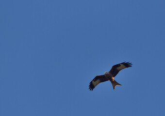 red kite during flight on the blue sky
