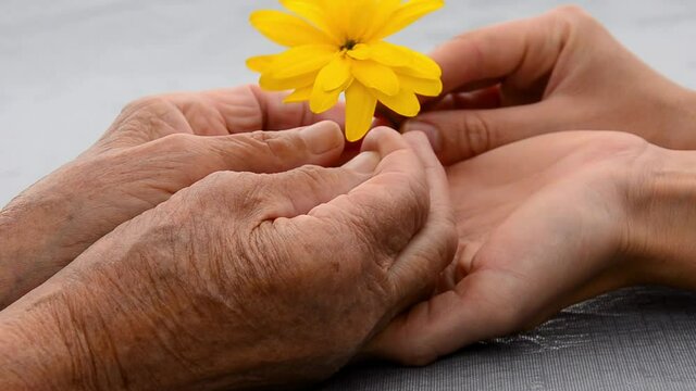 The flower in the old hands of the grandmother. Grandmother's wrinkled hands with a flower. Give flowers. The concept of kindness and mercy. Seniors concept. Old and young hands with flower
