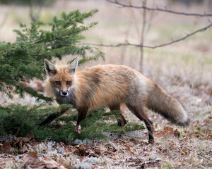 Naklejka na ściany i meble Red Fox Photo Stock. Fox Image. Close-up profile view side view in the springtime with blur white moss and coniferous branches background and its environment and habitat. Picture. Portrait.