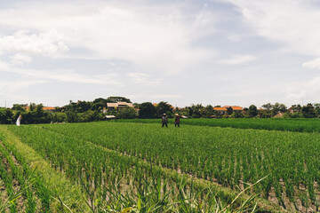Fototapeta na wymiar Unrecognizable people walking along green fields in village