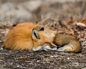 Red Fox Photo Stock. Fox Image. Close-up sleeping on brown spring foliage, in its environment and habitat with a blur background.  Picture. Portrait.
