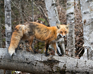 Red Fox Photo Stock. Fox Image. Standing on log with blur forest  background and looking at camera in its environment and habitat. Picture. Portrait.