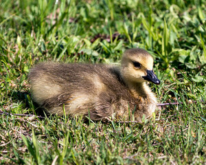 Canada Goose Photo. Canadian baby gosling close-up profile view resting on grass in its environment and habitat. Canada Goose Image. Picture. Portrait. Photo.