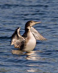 Common Loon Stock Photo and Image. Juvenile loon with spread wings in its growing phase swimming in its environment and habitat surrounding. Loon Picture. Portrait.