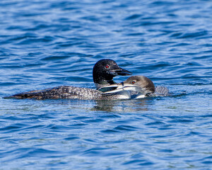 Common Loon Stock Photo and Image.