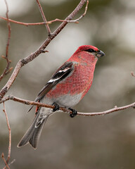 Pine Grosbeak Stock Photo. Close-up profile view, perched  with a blur background in its environment and habitat displaying red feather plumage. Image. Picture. Portrait.