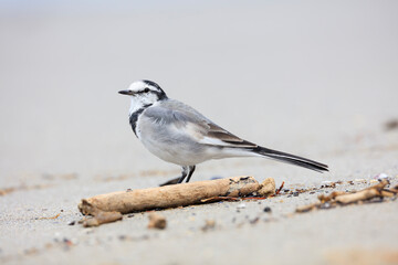 Black-backed Wagtail looking for food on the beach